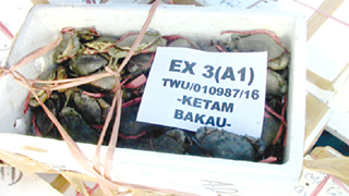 Three held for smuggling crabs
